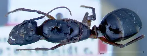 Camponotus xerxes specimen FOCOL0128 image focol0128_1