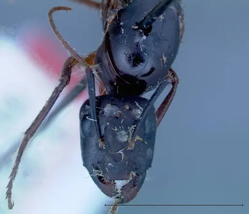 Camponotus xerxes specimen FOCOL0128 image focol0128_2