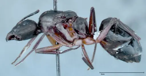 Camponotus xerxes specimen FOCOL0128 image focol0128_3