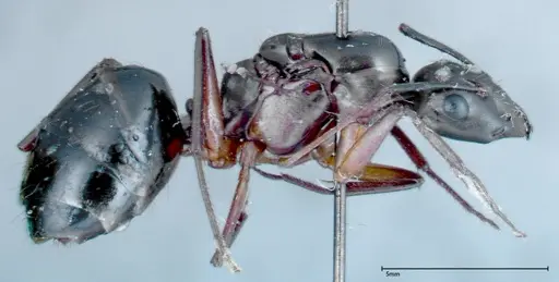 Camponotus xerxes specimen FOCOL0128 image focol0128_4