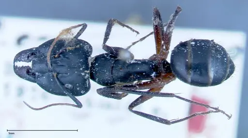 Camponotus xerxes specimen FOCOL0129 image focol0129_1