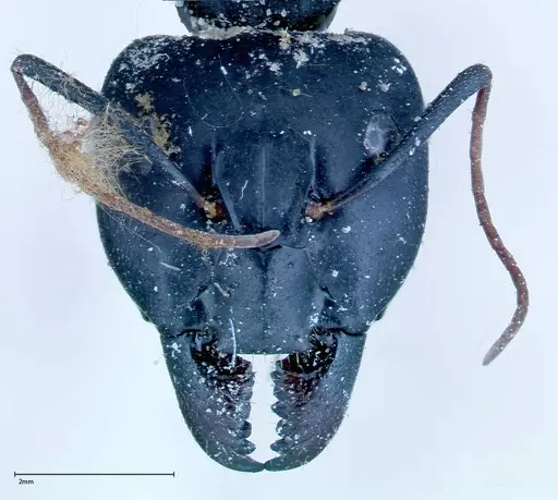 Camponotus xerxes specimen FOCOL0129 image focol0129_2