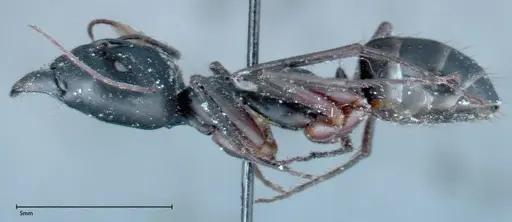 Camponotus xerxes specimen FOCOL0129 image focol0129_3