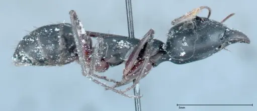 Camponotus xerxes specimen FOCOL0129 image focol0129_4