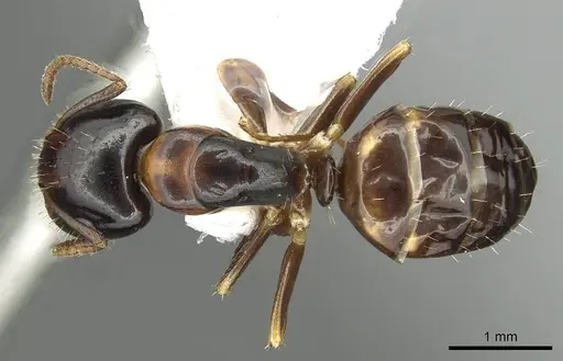 Camponotus yamaokai specimen CASENT0913701 image casent0913701_1