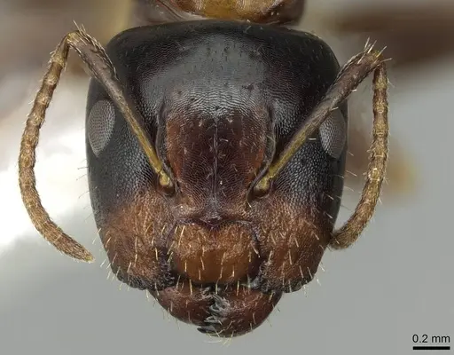 Camponotus yamaokai specimen CASENT0913701 image casent0913701_2
