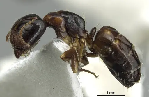 Camponotus yamaokai specimen CASENT0913701 image casent0913701_3