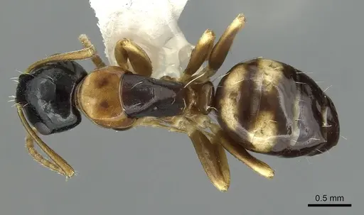 Camponotus yamaokai specimen CASENT0913702 image casent0913702_1
