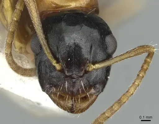 Camponotus yamaokai specimen CASENT0913702 image casent0913702_2