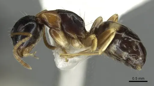 Camponotus yamaokai specimen CASENT0913702 image casent0913702_3