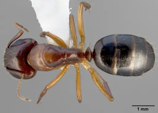 Camponotus yogi specimen CASENT0005354 image casent0005354_1