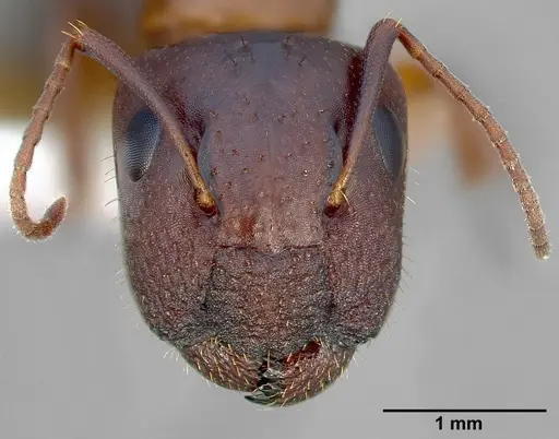 Camponotus yogi specimen CASENT0005354 image casent0005354_2
