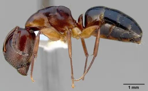 Camponotus yogi specimen CASENT0005354 image casent0005354_3