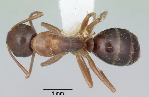 Camponotus yogi specimen CASENT0103112 image casent0103112_1