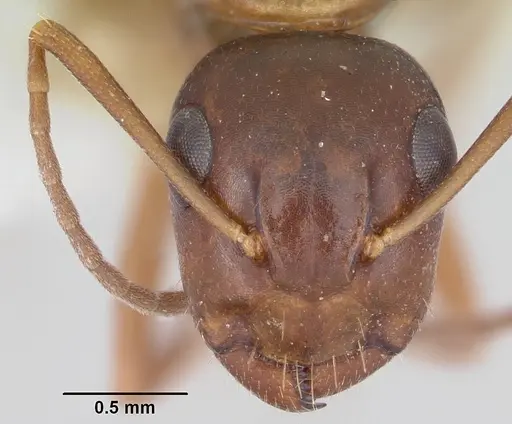 Camponotus yogi specimen CASENT0103112 image casent0103112_2
