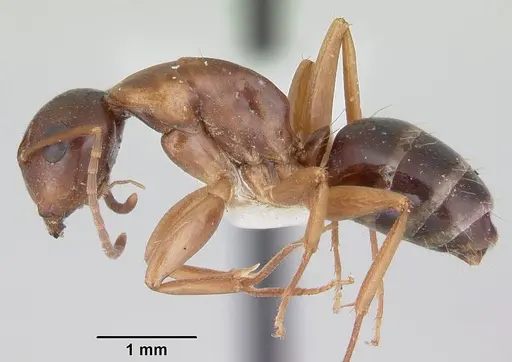 Camponotus yogi specimen CASENT0103112 image casent0103112_3