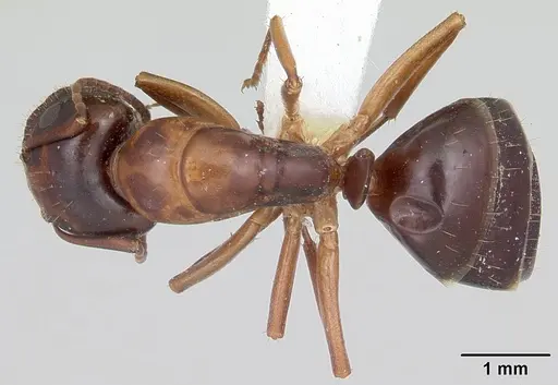 Camponotus yogi specimen CASENT0103113 image casent0103113_1