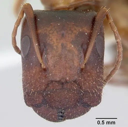 Camponotus yogi specimen CASENT0103113 image casent0103113_2