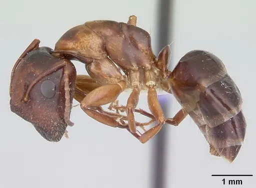 Camponotus yogi specimen CASENT0103113 image casent0103113_3