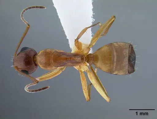 Camponotus yogi specimen CASENT0221985 image casent0221985_1