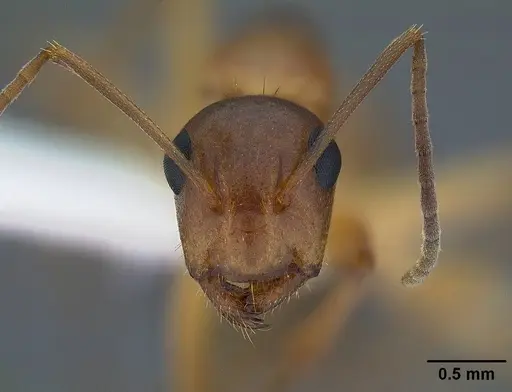 Camponotus yogi specimen CASENT0221985 image casent0221985_2