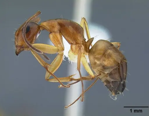 Camponotus yogi specimen CASENT0221985 image casent0221985_3