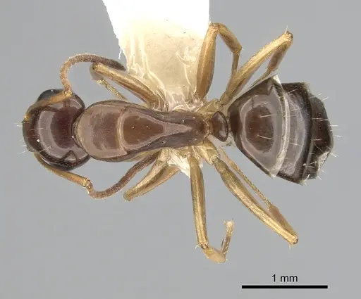Camponotus yogi specimen CASENT0249398 image casent0249398_1