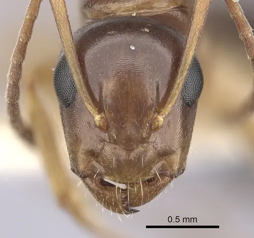 Camponotus yogi specimen CASENT0249398 image casent0249398_2