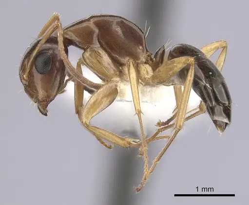 Camponotus yogi specimen CASENT0249398 image casent0249398_3