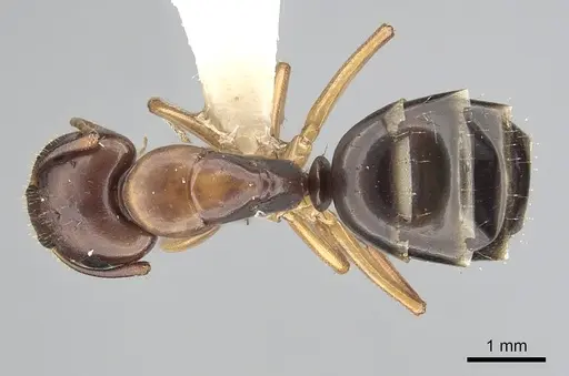 Camponotus yogi specimen CASENT0249399 image casent0249399_1