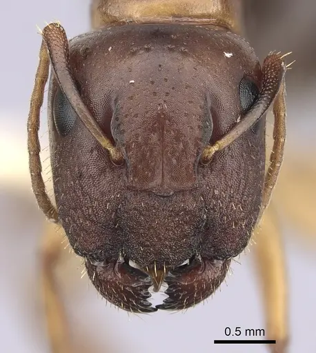 Camponotus yogi specimen CASENT0249399 image casent0249399_2