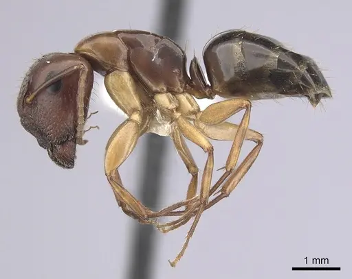Camponotus yogi specimen CASENT0249399 image casent0249399_3