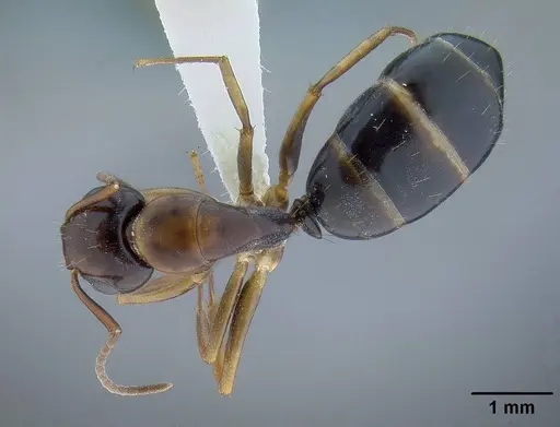 Camponotus yogi specimen CASENT0732633 image casent0732633_1