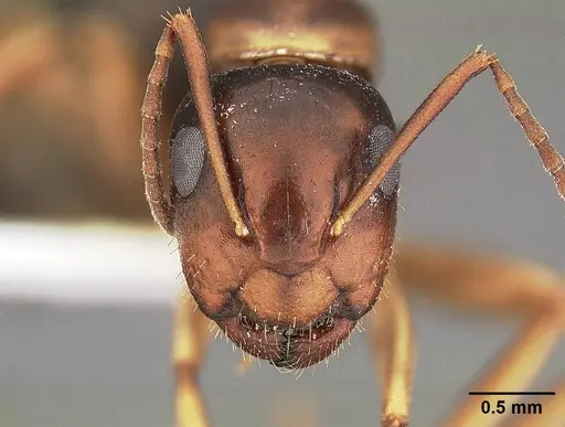 Camponotus yogi specimen CASENT0732633 image casent0732633_2