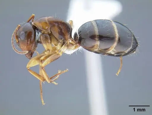 Camponotus yogi specimen CASENT0732633 image casent0732633_3