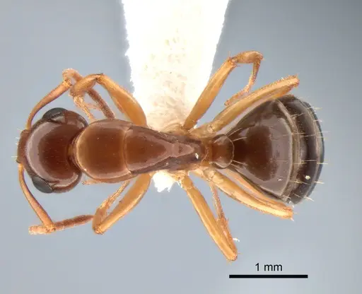 Camponotus yogi specimen CASENT0882116 image casent0882116_1