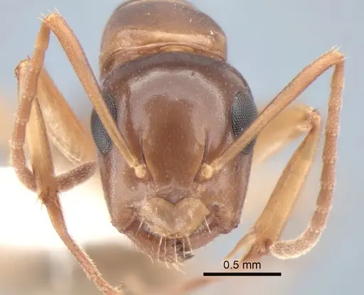 Camponotus yogi specimen CASENT0882116 image casent0882116_2