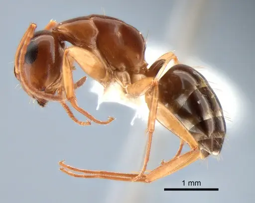 Camponotus yogi specimen CASENT0882116 image casent0882116_3