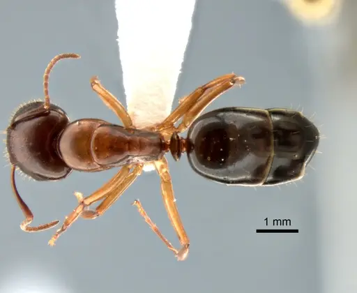 Camponotus yogi specimen CASENT0882273 image casent0882273_1