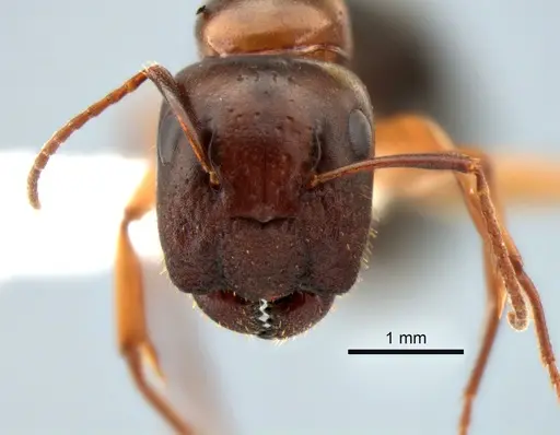 Camponotus yogi specimen CASENT0882273 image casent0882273_2