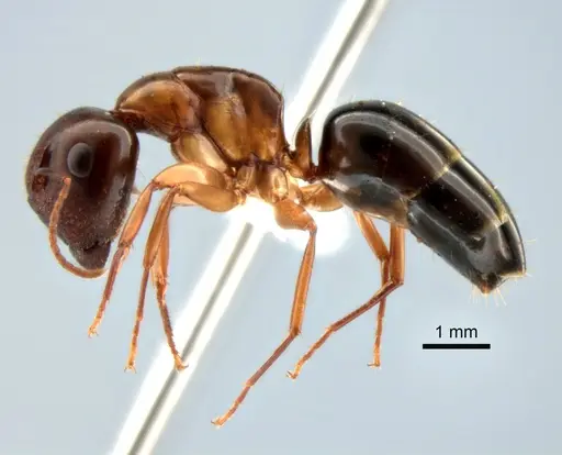 Camponotus yogi specimen CASENT0882273 image casent0882273_3