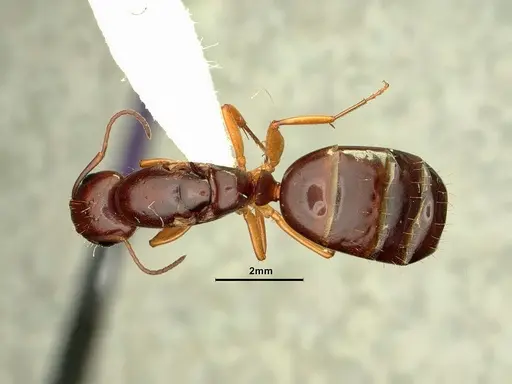 Camponotus yogi specimen CASENT0884376 image casent0884376_1