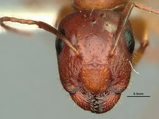 Camponotus yogi specimen CASENT0884376 image casent0884376_2