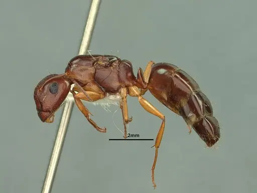 Camponotus yogi specimen CASENT0884376 image casent0884376_3