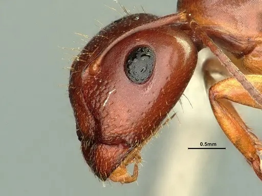 Camponotus yogi specimen CASENT0884376 image casent0884376_4