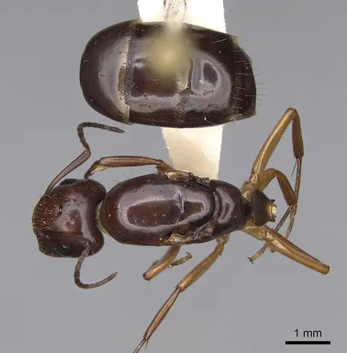 Camponotus yogi specimen CASENT0923092 image casent0923092_1