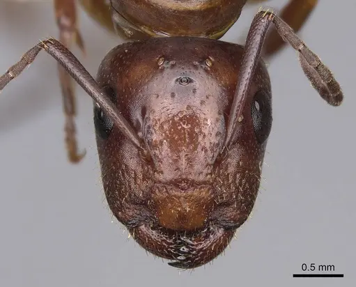 Camponotus yogi specimen CASENT0923092 image casent0923092_2