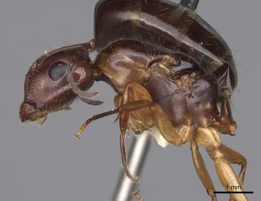 Camponotus yogi specimen CASENT0923092 image casent0923092_3