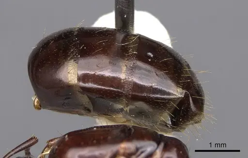 Camponotus yogi specimen CASENT0923092 image casent0923092_4