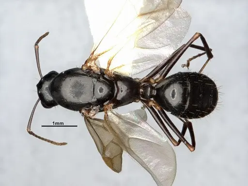 Camponotus yogi specimen CASENT4031385 image casent4031385_1